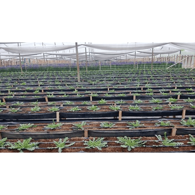 Statice Mix Plantines 2026