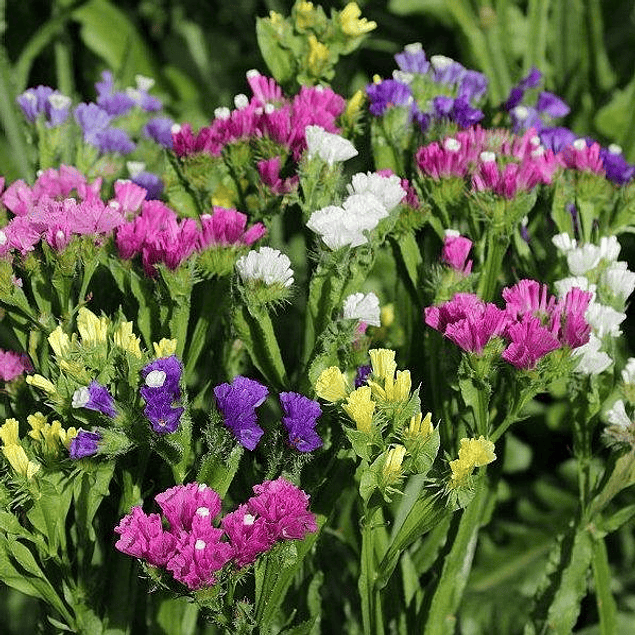 Statice Mix Plantines 2026