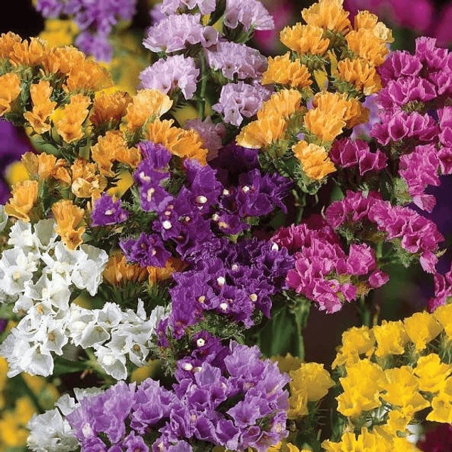 Statice Mix Plantines 2026