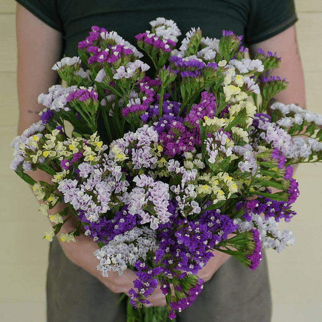 Statice Mix Plantines 2026