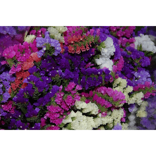 Statice Mix Plantines 2026