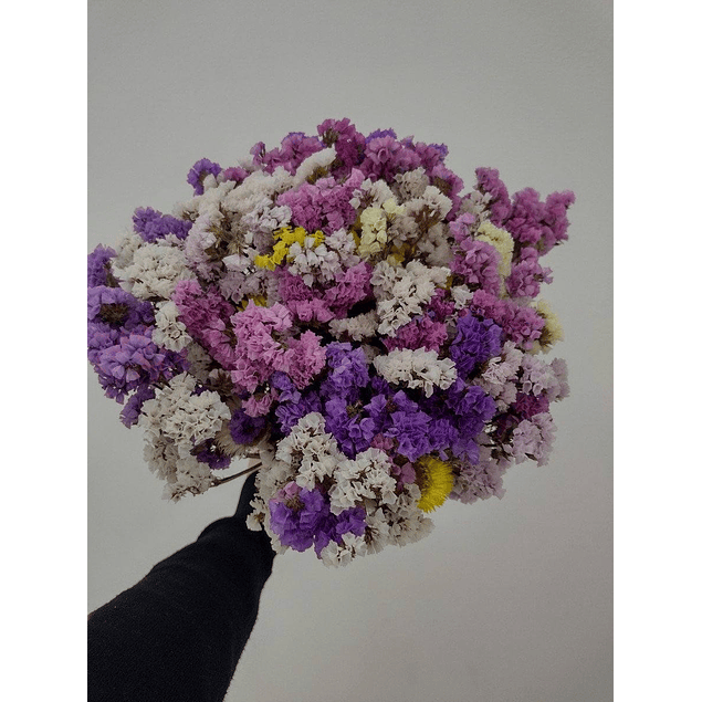 Statice Mix Plantines 2026