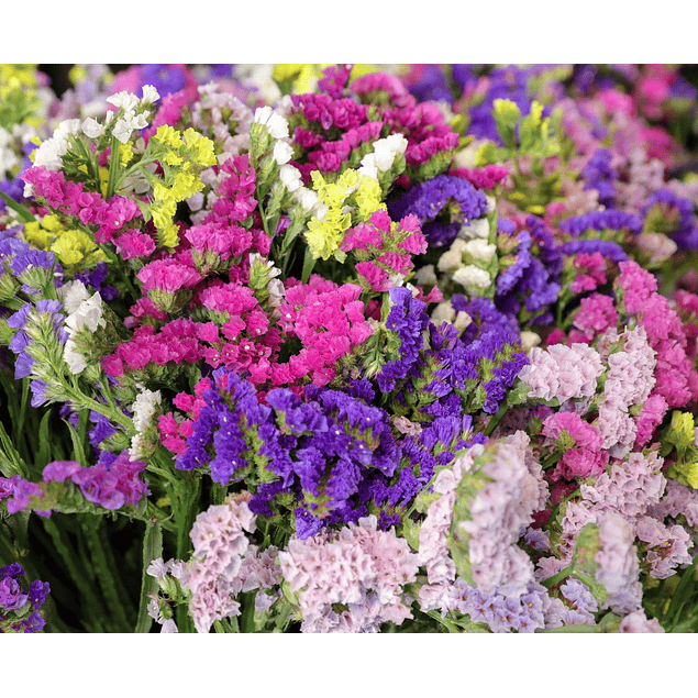 Statice Mix Plantines 2026