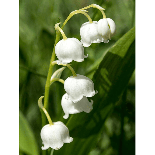 CONVALLARIA Pack 3 Unidades (RIZOMAS IMPORTADOS)