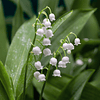 CONVALLARIA Pack 3 Unidades (RIZOMAS IMPORTADOS)