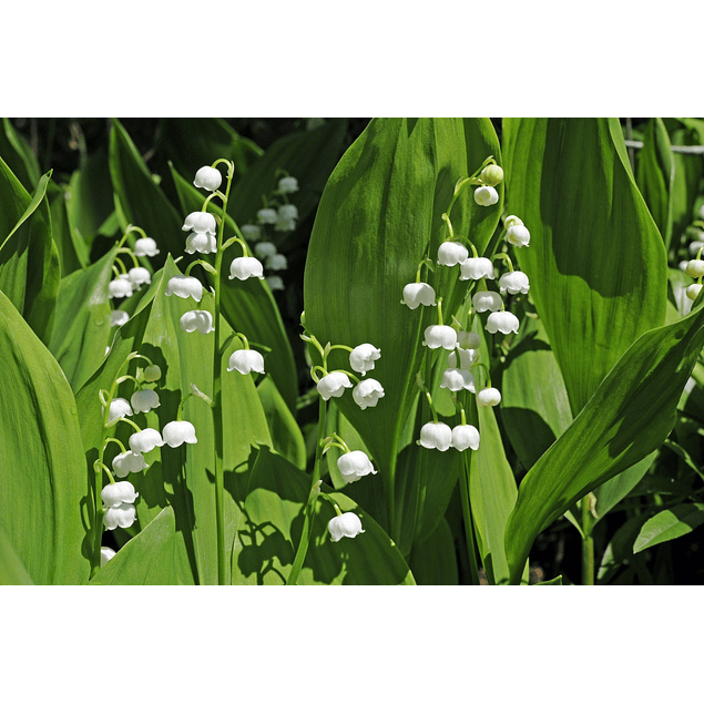 CONVALLARIA Pack 3 Unidades (RIZOMAS IMPORTADOS)