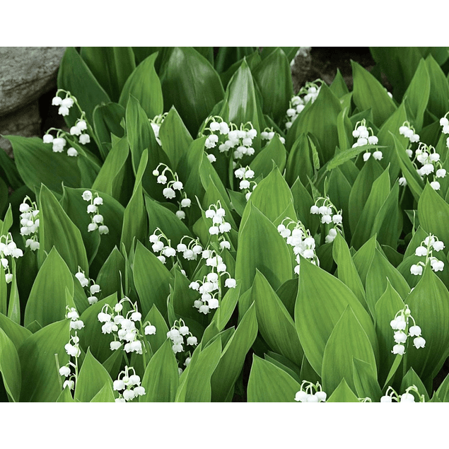 CONVALLARIA Pack 3 Unidades (RIZOMAS IMPORTADOS)