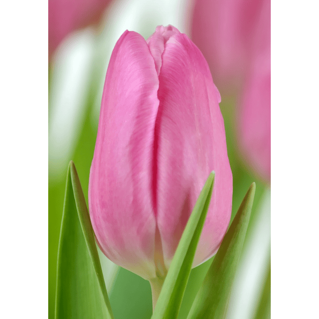 Pack Tulipanes Holandeses (Bulbos)