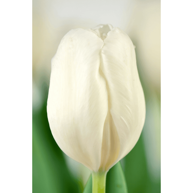 Pack Tulipanes Holandeses (Bulbos)