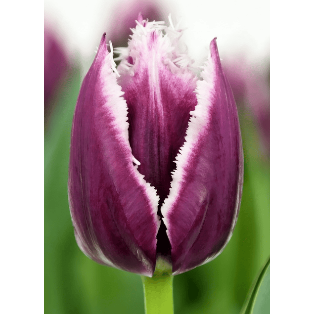 Pack Tulipanes Holandeses (Bulbos)