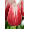 Pack Tulipanes Holandeses (Bulbos)
