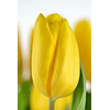Pack Tulipanes Holandeses (Bulbos)