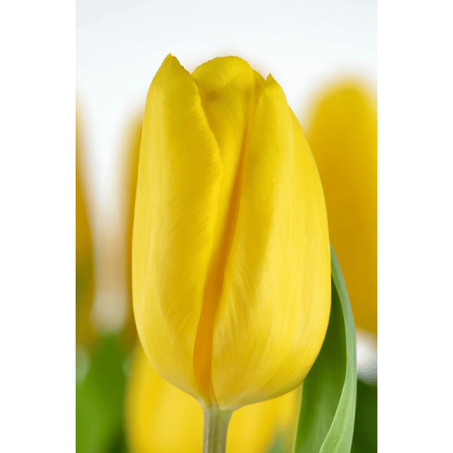 Pack Tulipanes Holandeses (Bulbos)