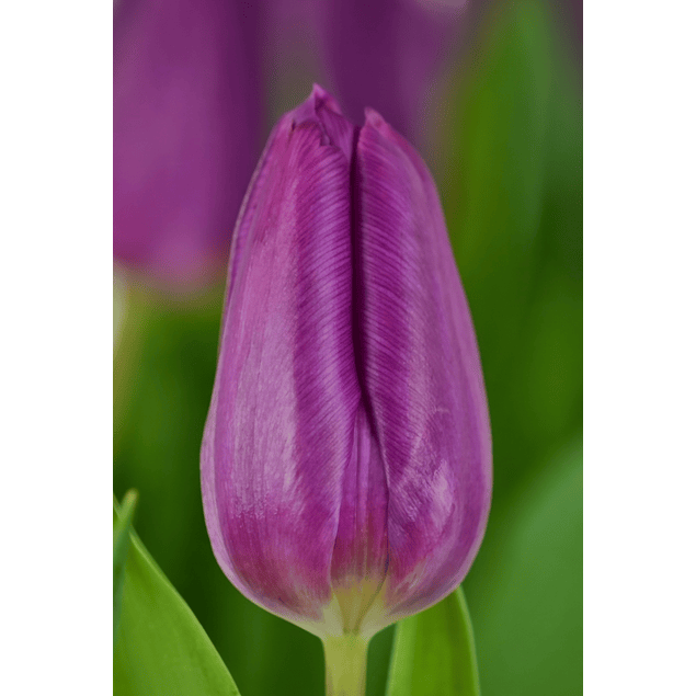 Pack Tulipanes Holandeses (Bulbos)