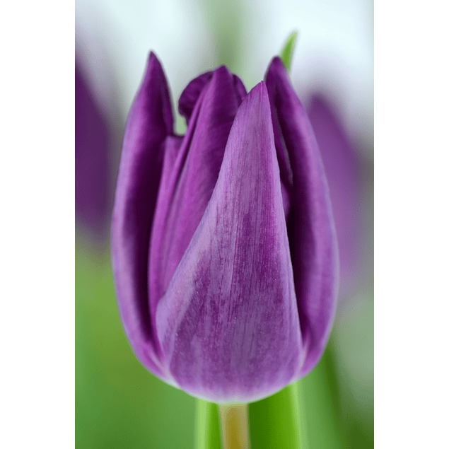 Pack Tulipanes Holandeses (Bulbos)