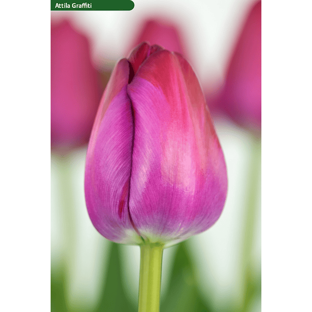 Pack Tulipanes Holandeses (Bulbos)