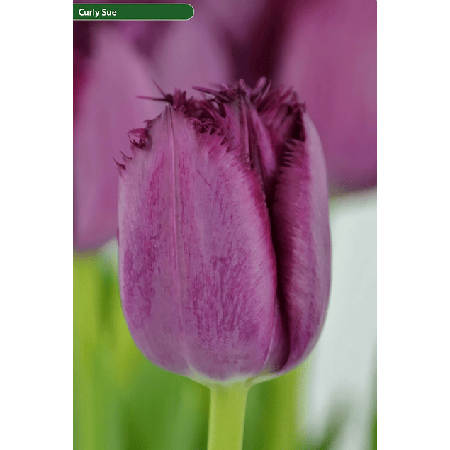 Pack Tulipanes Holandeses (Bulbos)