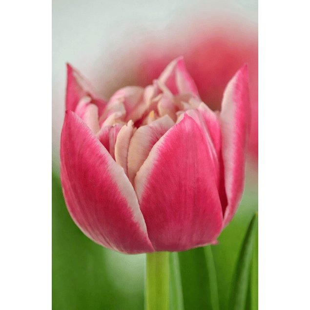 Pack Tulipanes Holandeses (Bulbos)