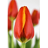 Pack Tulipanes Holandeses (Bulbos)