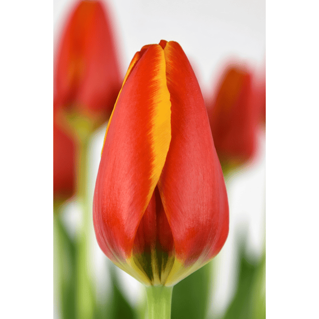 Pack Tulipanes Holandeses (Bulbos)