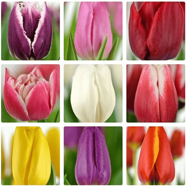 Pack Tulipanes Holandeses (Bulbos)