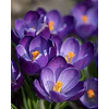 Crocus 2026 (Bulbos)