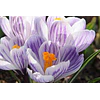 Crocus 2026 (Bulbos)