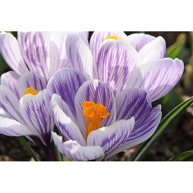 Crocus 2026 (Bulbos)