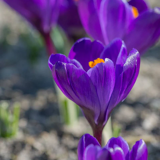 Crocus 2026 (Bulbos)