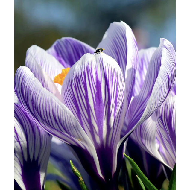 Crocus 2026 (Bulbos)