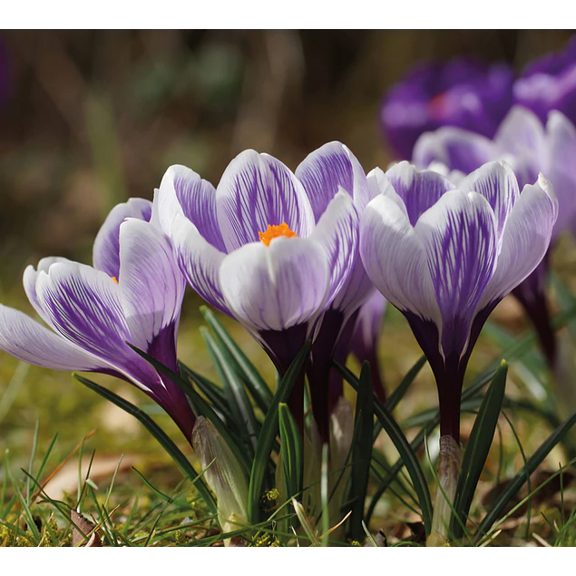 Crocus 2026 (Bulbos)