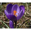 Crocus 2026 (Bulbos)