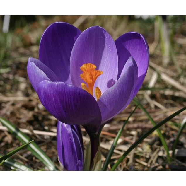 Crocus 2026 (Bulbos)