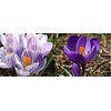 Crocus 2026 (Bulbos)