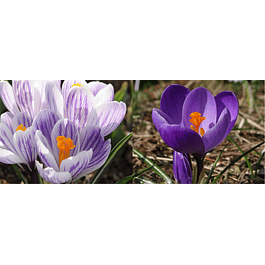Crocus 2026 (Bulbos)