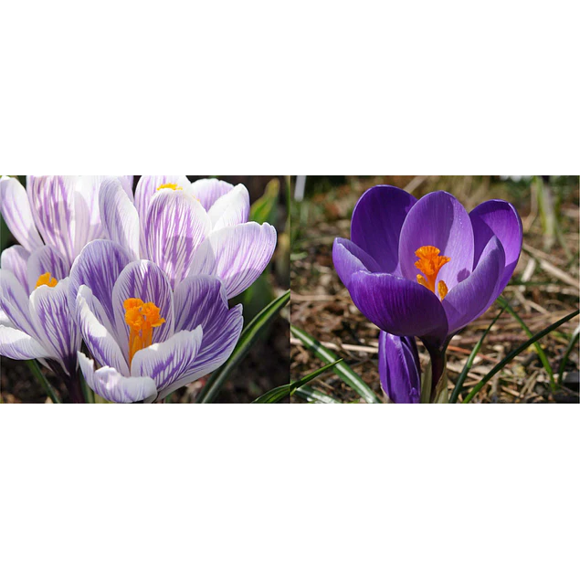 Crocus 2026 (Bulbos)