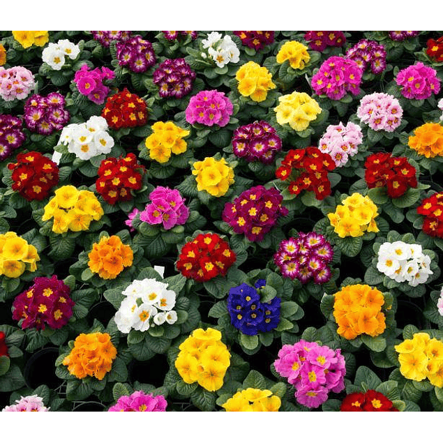 Plantines Varios Pack 2026