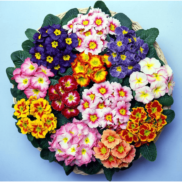 Plantines Varios Pack 2026