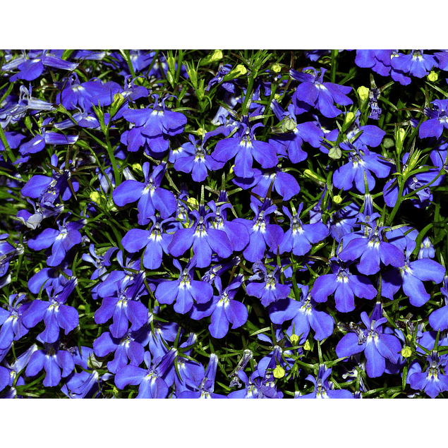 Plantines Varios Pack 2026