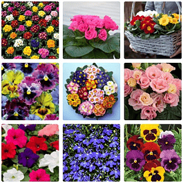 Plantines Varios Pack 2026