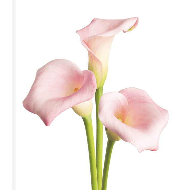 Pack De Calas 4 Colores 2026 (Tuberos)