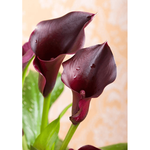 Pack De Calas 4 Colores 2026 (Tuberos)