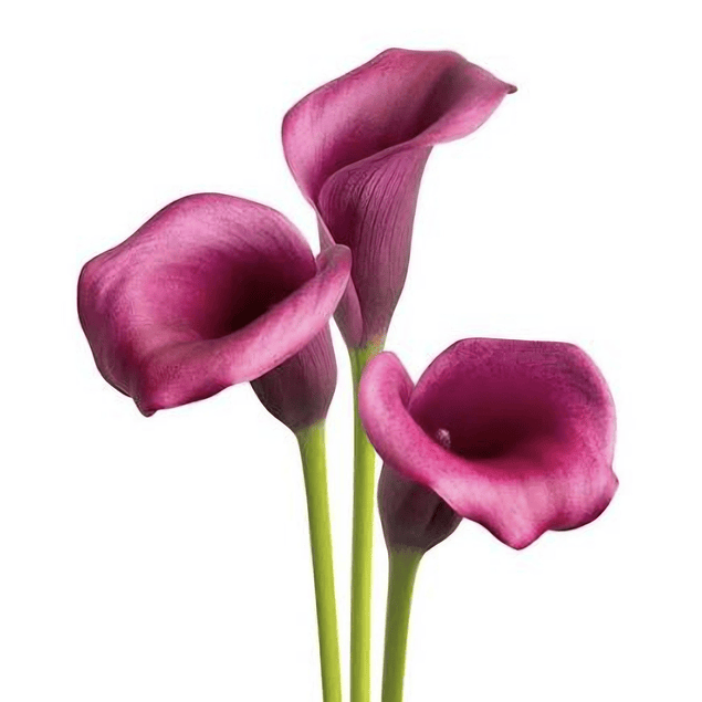 Pack De Calas 4 Colores 2026 (Tuberos)