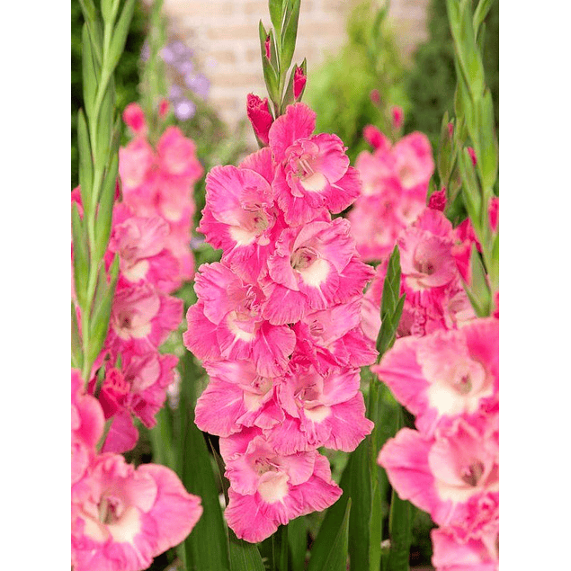 Pack Gladiolos Abril 2026 (Cormos)