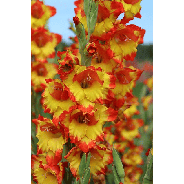 Pack Gladiolos Abril 2026 (Cormos)