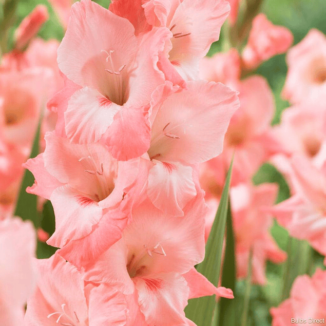 Pack Gladiolos Abril 2026 (Cormos)