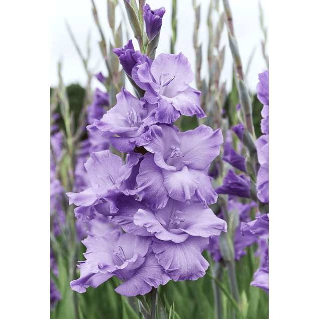 Pack Gladiolos Abril 2026 (Cormos)