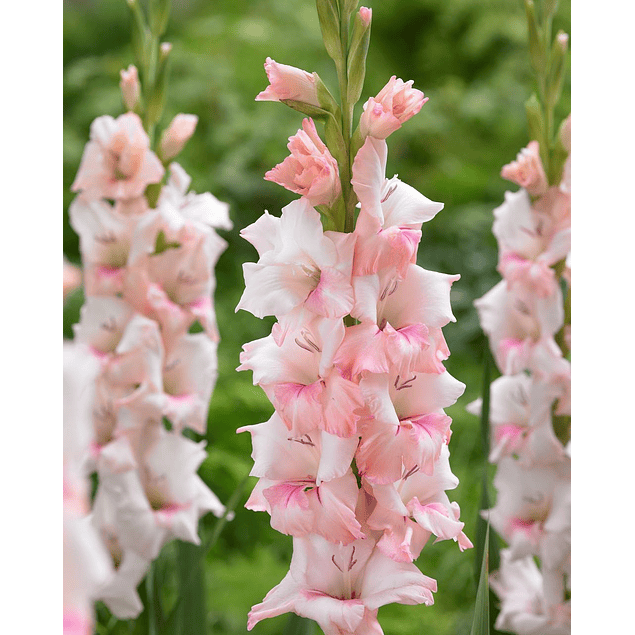 Pack Gladiolos Abril 2026 (Cormos)