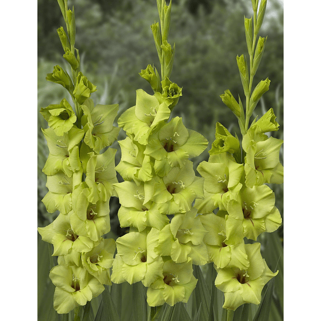 Pack Gladiolos Abril 2026 (Cormos)