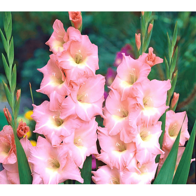 Pack Gladiolos Abril 2026 (Cormos)